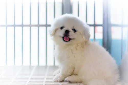 犬のクレート サークル ケージは何が違う 使い分け方法も解説 わんクォール